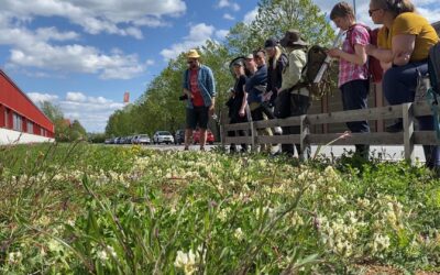 Koulunpihan tutkimusretki